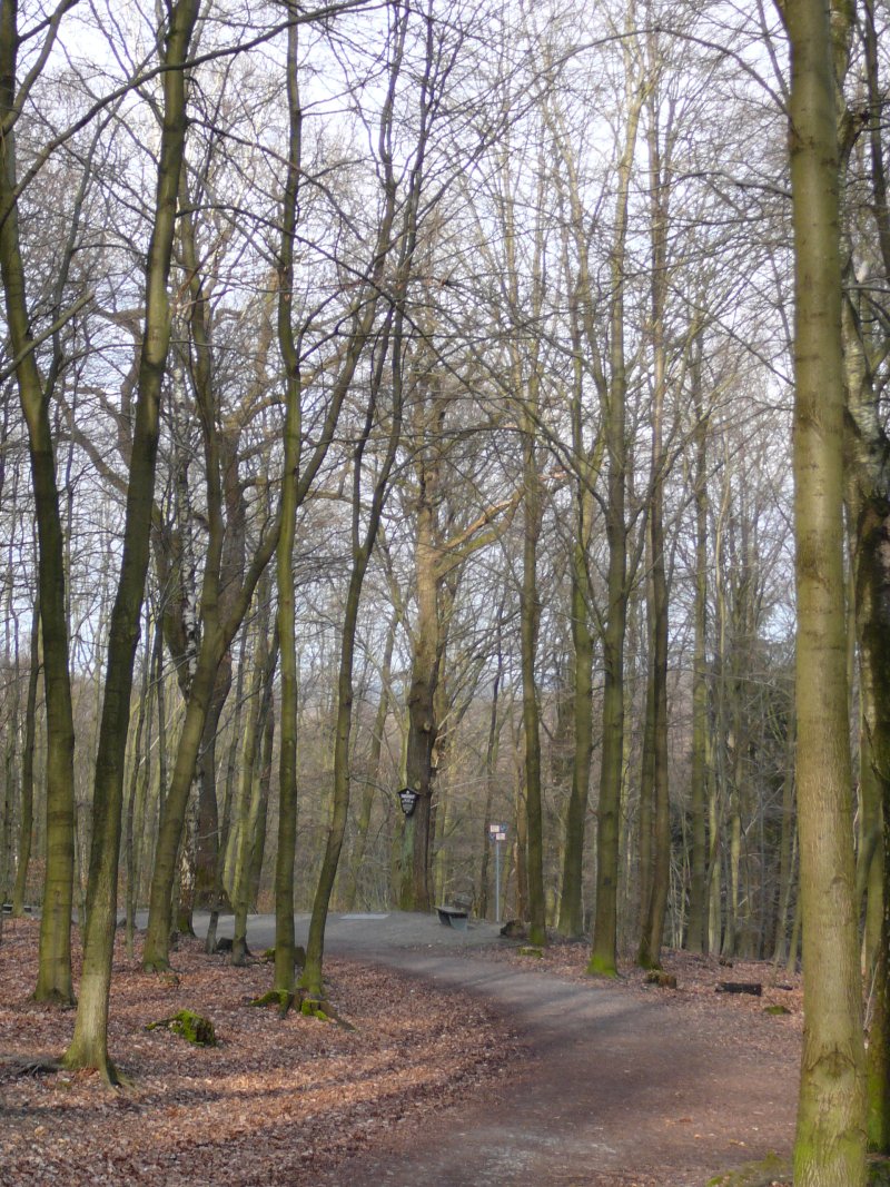 Jahrhunderteiche