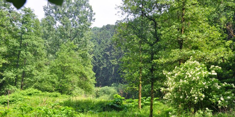 Unteres Morsbachtal mit Hölterfelder Siefen und Fürberger Bachtal
