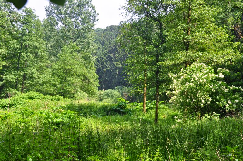Unteres Morsbachtal mit Hölterfelder Siefen und Fürberger Bachtal