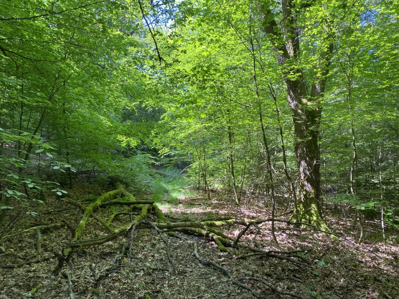 Wupper Osthang